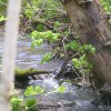 Matheson's Creek