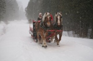 2018 Winter Woodlot Tour @ Strathgartney Equestrian Park | Bonshaw | Prince Edward Island | Canada